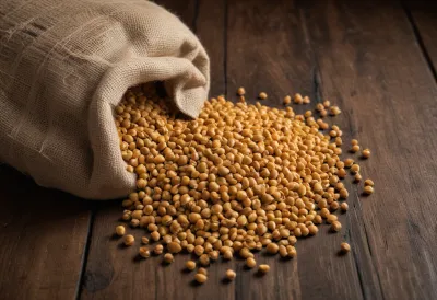 A burlap sack spilling dried yellow split peas onto a wooden floor.